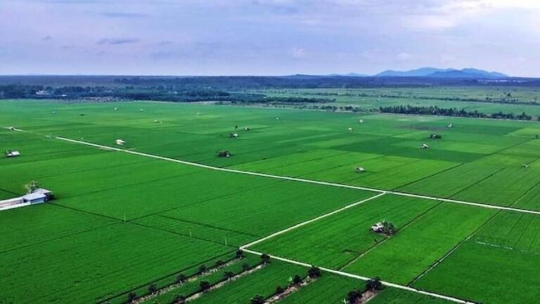 Pemerintah Optimalisasi Lahan Baru untuk Program Swasembada Pangan
