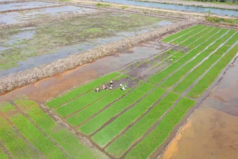 Percepat Cetak Sawah, Pemerintah Siap Wujudkan Swasembada Pangan di Papua