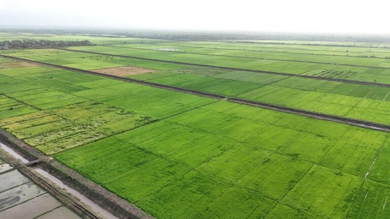Wujudkan Swasembada Pangan, Pemerintah Jadikan Papua Pilar Ketahanan Nasional