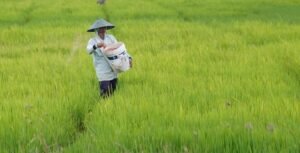 Setahun Pemerintahan Pragib: Produksi Beras Naik 12 Persen, Percepat Swasembada Pangan