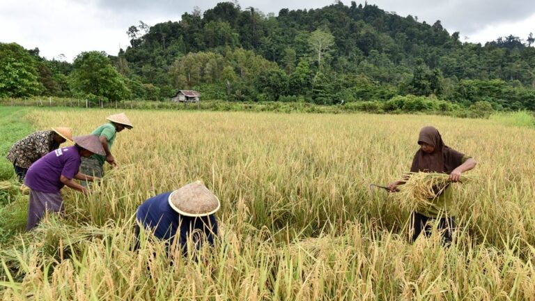 Swasembada Pangan Era Prabowo Diperkuat Aksi Nyata Daerah dan Dunia Usaha