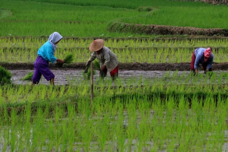 Swasembada Pangan: Pilar Baru Kedaulatan Nasional di Era Ketidakpastian Global
