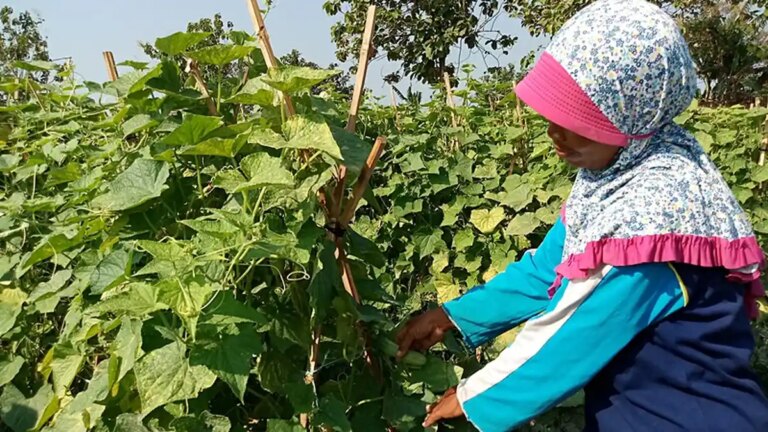 Deregulasi Besar-Besaran, Pemerintah Percepat Swasembada Pangan Multi Komoditas