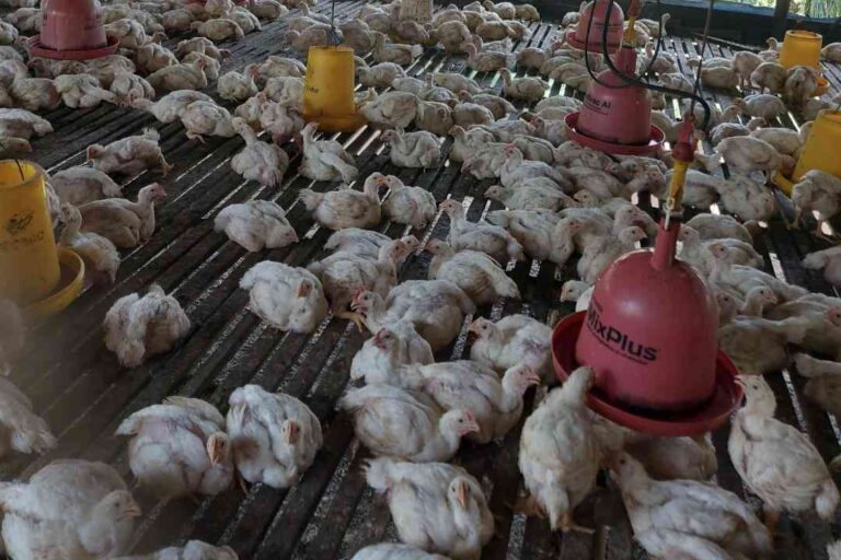 Program MBG Katalisator Positif bagi Industri Unggas