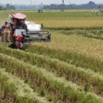 Ancaman Global Meningkat, Swasembada Pangan Jadi Prioritas Nasional