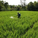 Swasembada Pangan Dipercepat untuk Jaga Stabilitas Dalam Negeri