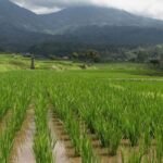 Menghadapi Tekanan Global dengan Swasembada Pangan