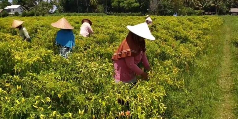 Program MBG Berhasil Serap Hasil Produksi Petani Lokal