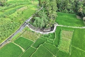 Pemerintah Tegaskan Swasembada Pangan Berkelanjutan sebagai Pilar Kedaulatan Nasional