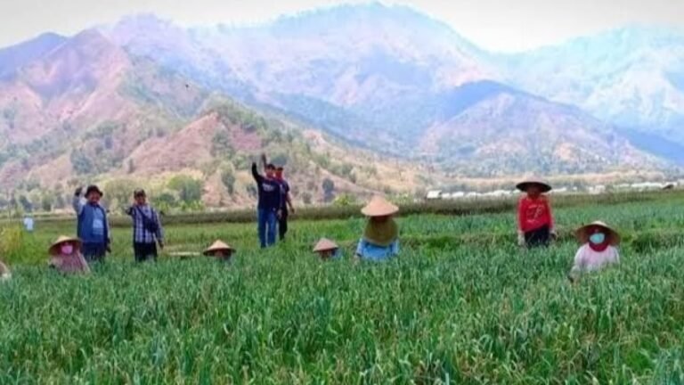 Dukungan Untuk Pembibitan Petani Indonesia Kejar Swasembada Bawang Putih