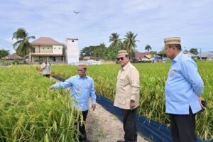 Swasembada Pangan Berkelanjutan dan Bukti Produktivitas Petani Indonesia