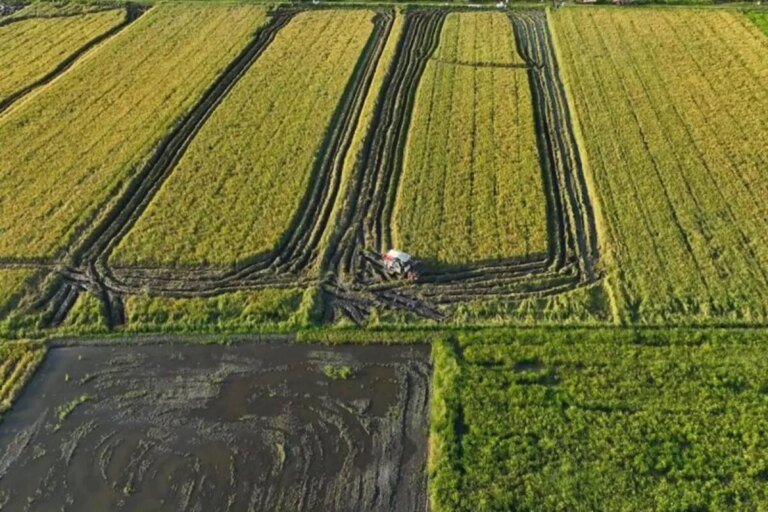 Percepat Kesejahteraan Masyarakat Papua Pemerintah Cetak 2000 hektar Sawah