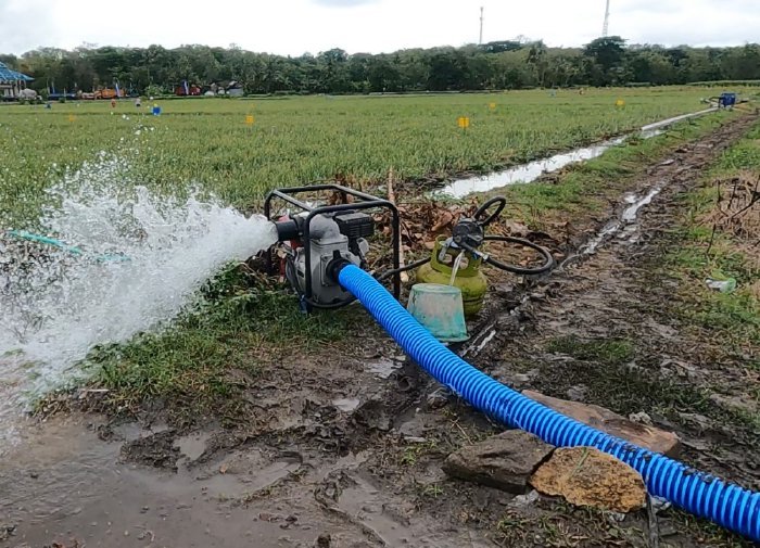 Pemerintah Siapkan Pompa, Bibit, dan Alsintan untuk Lindungi Petani dari Kekeringan