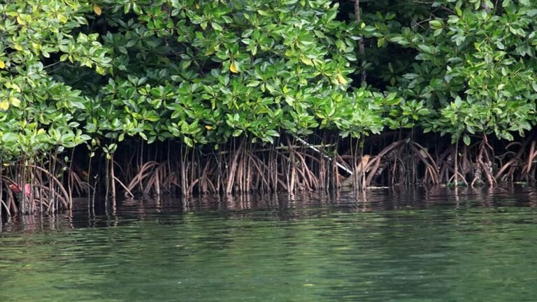 Pemerintah Dorong Mangrove Jadi Sumber Ekonomi Hijau dan Lapangan Kerja Baru