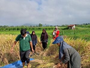 Jaga Produksi Pangan, Pemerintah Perkuat Asuransi bagi Petani