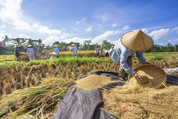 Peran Strategis Asuransi Pertanian dalam Menjaga Ketahanan Finansial Pahlawan Pangan