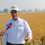 Subsidi Benih Padi Dorong Peningkatan Produktivitas Petani dan Ketahanan Pangan