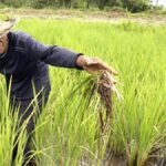 Lindungi Petani dari Gagal Panen, Pemerintah Siapkan AUTP 100 Ribu Hektare