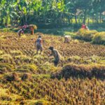 Kedaulatan Pangan Menjawab Tantangan dari Sawah sampai Dapur Rakyat