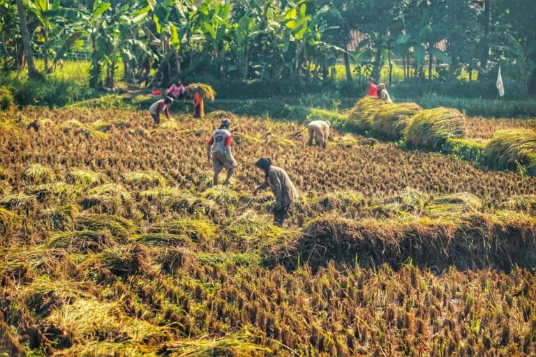 Kedaulatan Pangan Menjawab Tantangan dari Sawah sampai Dapur Rakyat